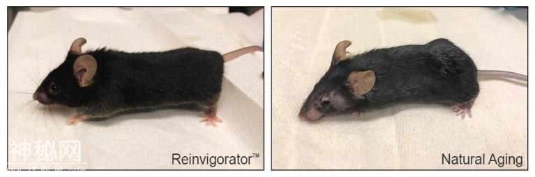 火爆科技学术圈的“长生不老药”背后，我们离返老还童还有多远？-4.jpg