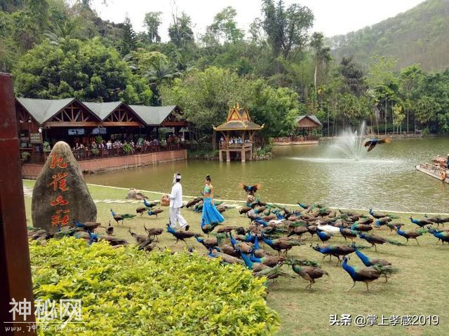 大悟孔雀山庄有哪些动物？大悟孔雀山庄观赏型动物介绍-1.jpg