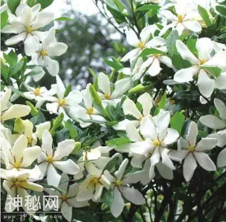 少年人文课堂⑦｜为什么白花最香“盛夏三白”告诉你答案-2.jpg