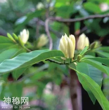 少年人文课堂⑦｜为什么白花最香“盛夏三白”告诉你答案-1.jpg