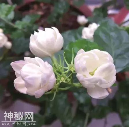 少年人文课堂⑦｜为什么白花最香“盛夏三白”告诉你答案-3.jpg