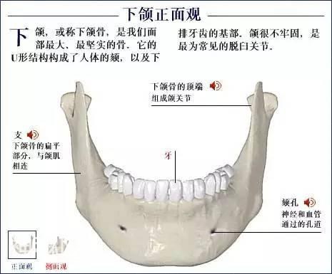 「了解自己」人体的全部骨骼（全套系统图）-9.jpg