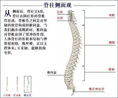 「了解自己」人体的全部骨骼（全套系统图）-13.jpg