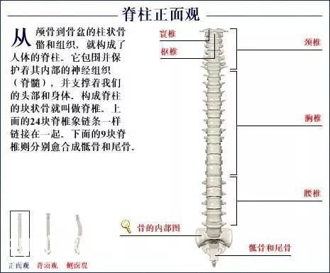 「了解自己」人体的全部骨骼（全套系统图）-11.jpg