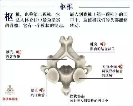 「了解自己」人体的全部骨骼（全套系统图）-16.jpg