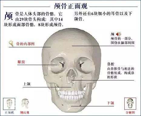 「了解自己」人体的全部骨骼（全套系统图）-4.jpg