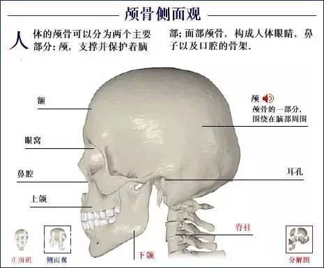 「了解自己」人体的全部骨骼（全套系统图）-5.jpg