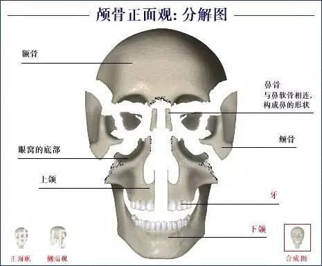 「了解自己」人体的全部骨骼（全套系统图）-6.jpg