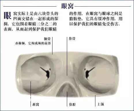 「了解自己」人体的全部骨骼（全套系统图）-8.jpg