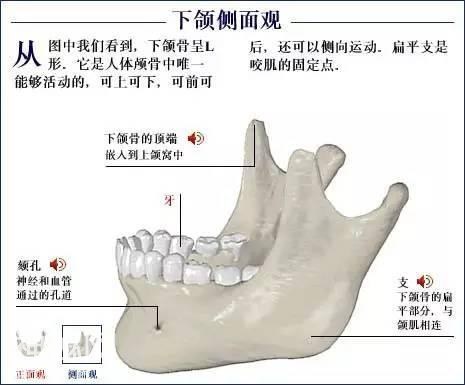 「了解自己」人体的全部骨骼（全套系统图）-10.jpg