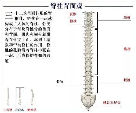 「了解自己」人体的全部骨骼（全套系统图）-12.jpg