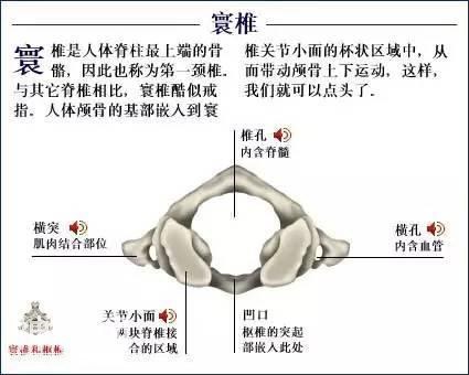 「了解自己」人体的全部骨骼（全套系统图）-15.jpg