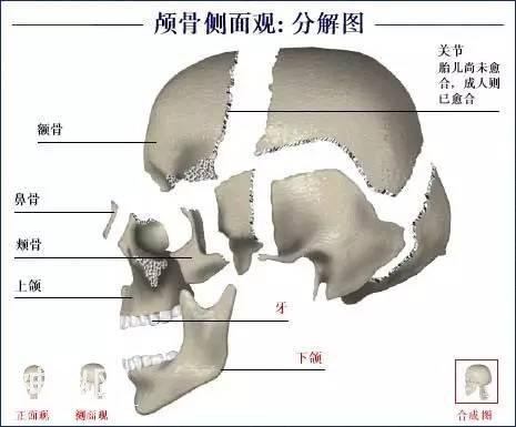 「了解自己」人体的全部骨骼（全套系统图）-7.jpg