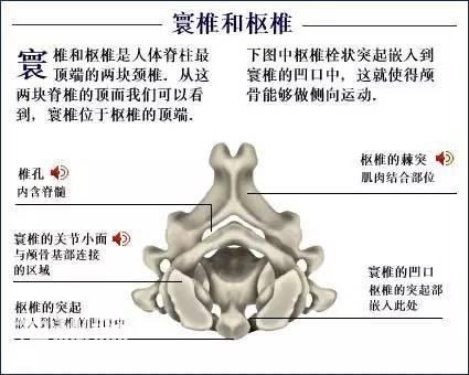 「了解自己」人体的全部骨骼（全套系统图）-14.jpg