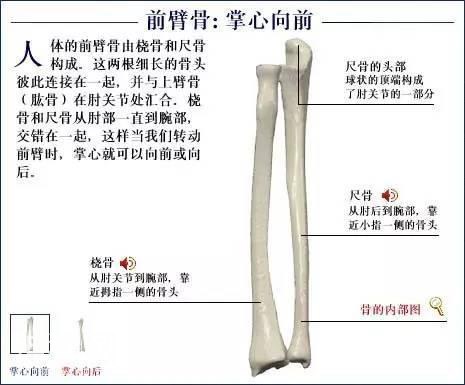 「了解自己」人体的全部骨骼（全套系统图）-28.jpg