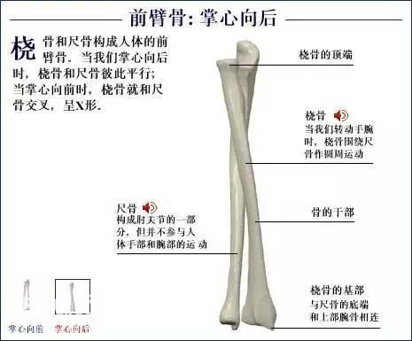 「了解自己」人体的全部骨骼（全套系统图）-29.jpg