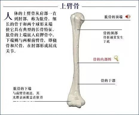 「了解自己」人体的全部骨骼（全套系统图）-27.jpg