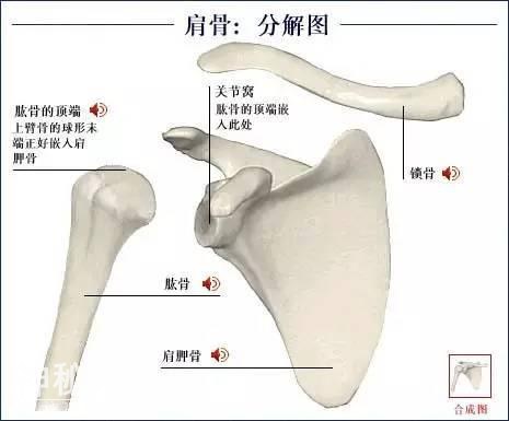 「了解自己」人体的全部骨骼（全套系统图）-26.jpg