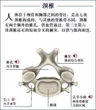 「了解自己」人体的全部骨骼（全套系统图）-17.jpg