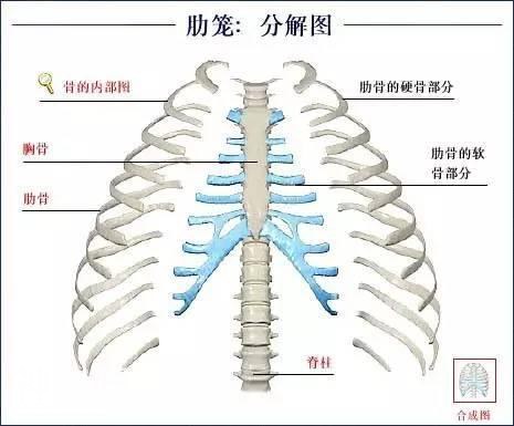 「了解自己」人体的全部骨骼（全套系统图）-22.jpg