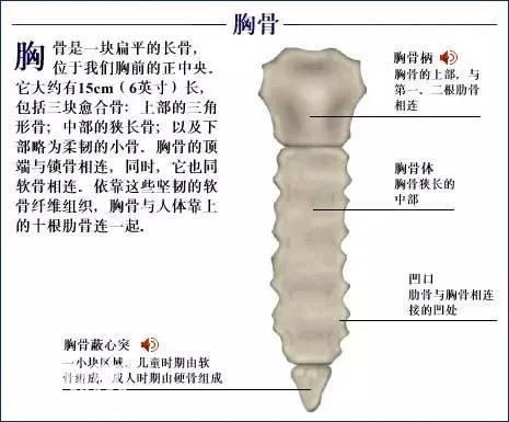 「了解自己」人体的全部骨骼（全套系统图）-24.jpg