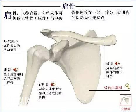 「了解自己」人体的全部骨骼（全套系统图）-25.jpg