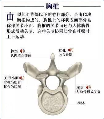 「了解自己」人体的全部骨骼（全套系统图）-18.jpg