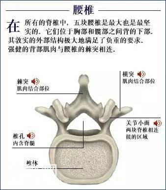 「了解自己」人体的全部骨骼（全套系统图）-19.jpg