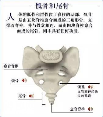 「了解自己」人体的全部骨骼（全套系统图）-20.jpg