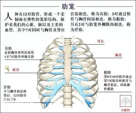 「了解自己」人体的全部骨骼（全套系统图）-21.jpg