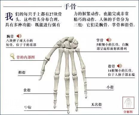 「了解自己」人体的全部骨骼（全套系统图）-30.jpg