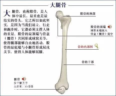 「了解自己」人体的全部骨骼（全套系统图）-35.jpg