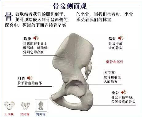 「了解自己」人体的全部骨骼（全套系统图）-34.jpg