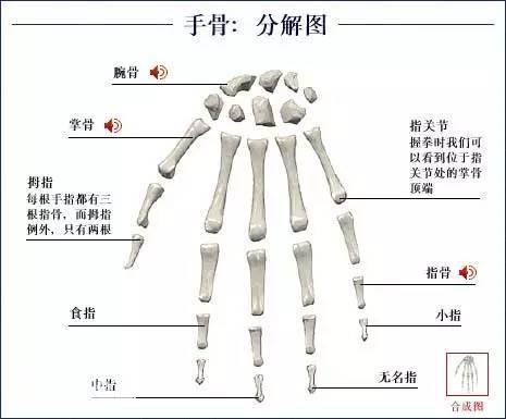 「了解自己」人体的全部骨骼（全套系统图）-31.jpg