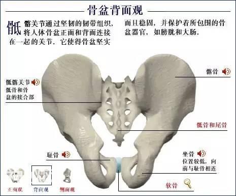 「了解自己」人体的全部骨骼（全套系统图）-32.jpg