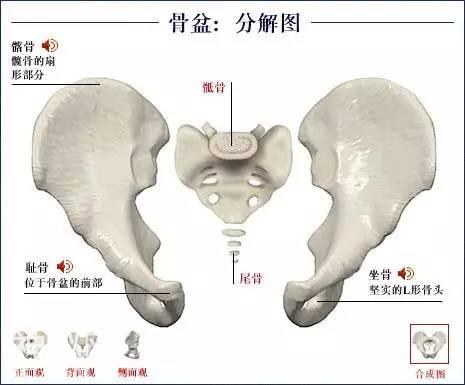 「了解自己」人体的全部骨骼（全套系统图）-33.jpg