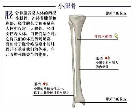 「了解自己」人体的全部骨骼（全套系统图）-36.jpg