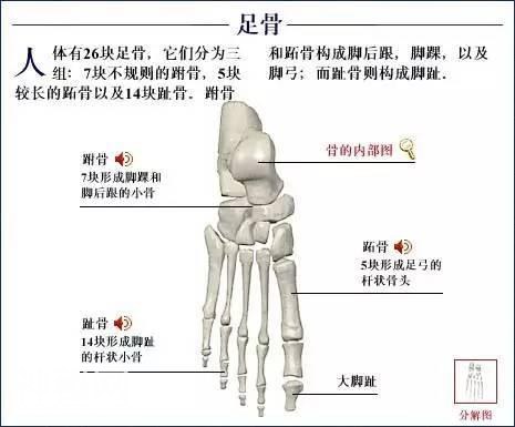 「了解自己」人体的全部骨骼（全套系统图）-37.jpg