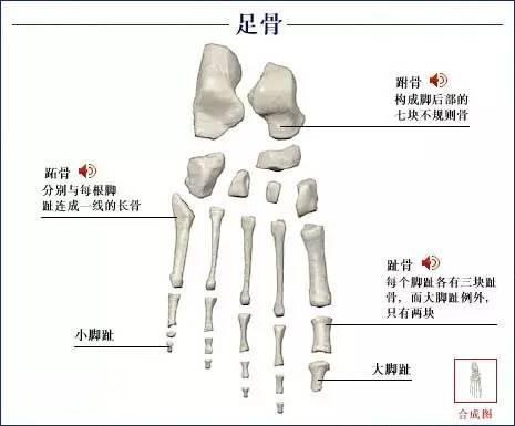 「了解自己」人体的全部骨骼（全套系统图）-38.jpg