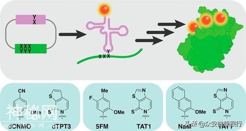 人工生命取得突破，科学家用人工细菌合成非天然蛋白质-1.jpg