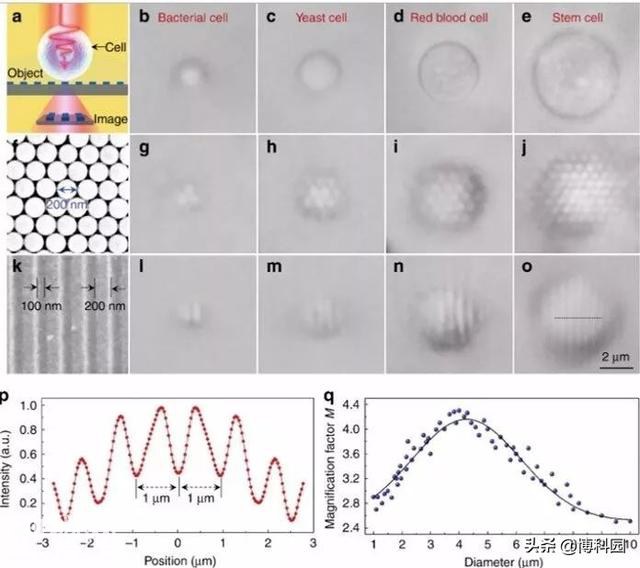 发现细胞内天然生物放大镜，放大率3.3倍，可用于亚波长成像-6.jpg