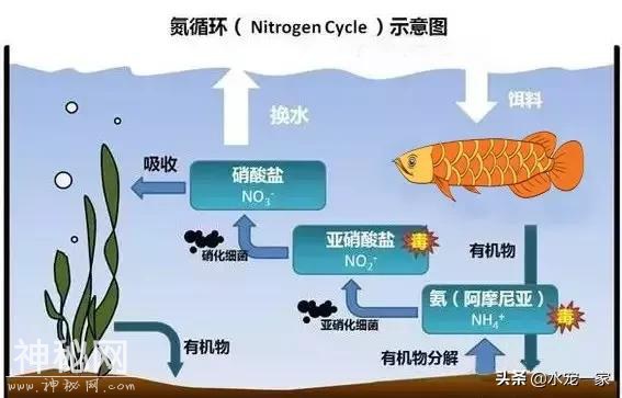 100份大容量硝化细菌！付邮免费试用-4.jpg