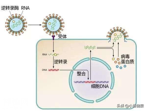 乙肝病毒是一种嗜肝病毒，同时侵犯周围组织，定期复查不可少-4.jpg