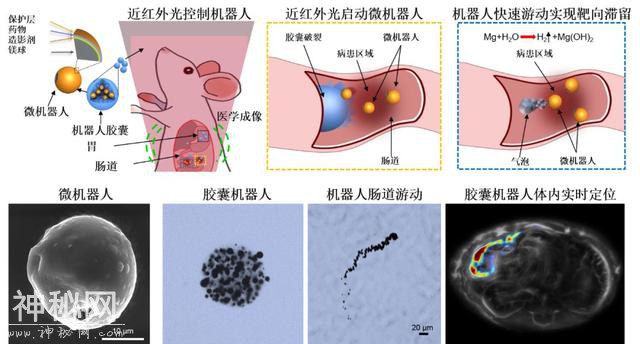 科幻接近现实，加州理工微机器人体内实时成像调控并治疗疾病-3.jpg