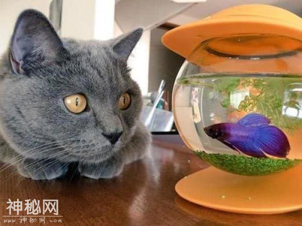 主人见蓝猫靠着鱼缸状似睡着，凑近才发现：正对金鱼进行目光威胁-6.jpg