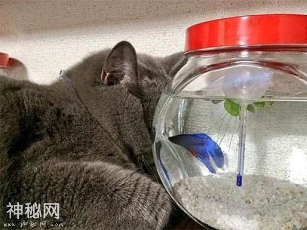 主人见蓝猫靠着鱼缸状似睡着，凑近才发现：正对金鱼进行目光威胁-3.jpg