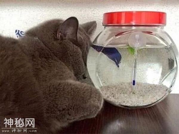 主人见蓝猫靠着鱼缸状似睡着，凑近才发现：正对金鱼进行目光威胁-5.jpg