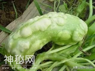 防治蔬菜病毒病，源头防范是关键-3.jpg