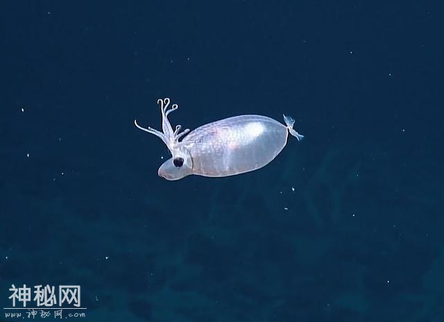 小猪？驯鹿？还是鱿鱼？夏威夷海域发现罕见生物-1.jpg