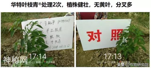 华特叶枝青杀细菌、杀真菌、抑制线虫，为种植添精彩-8.jpg